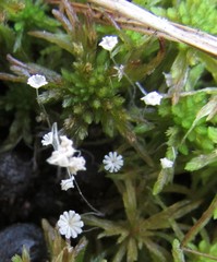 Coprinellus pusillulus