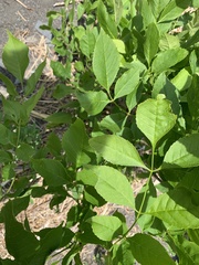 Fraxinus pennsylvanica subintegerrima