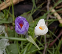 Crocus heuffelianus