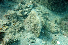 Pinnidae