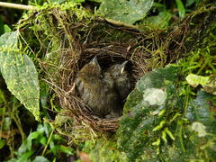 Dysithamnus mentalis