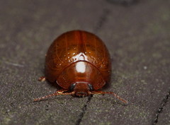 Dicranosterna semipunctata