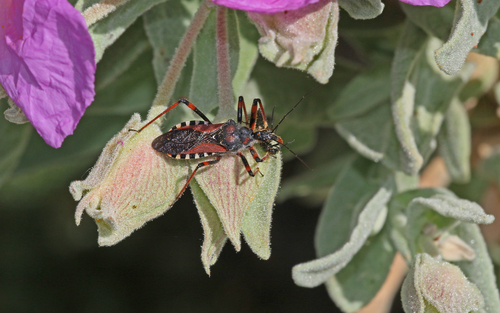 Rhynocoris cuspidatus