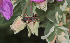 Rhynocoris cuspidatus