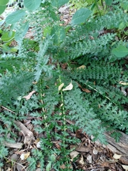 Filipendula vulgaris