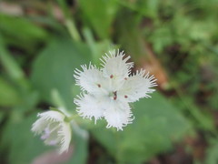 Phacelia fimbriata