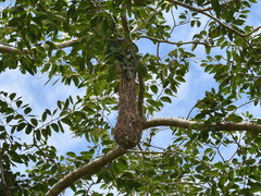 Icterus nigrogularis