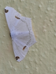 Sericoptera