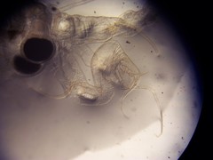 Streptocephalus texanus