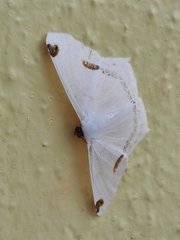 Sericoptera