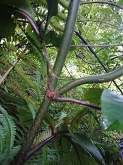 Pseudopanax laetus