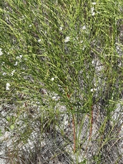 Lythrum lineare