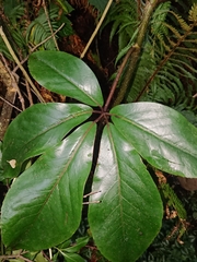 Pseudopanax laetus