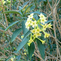 Cestrum parqui