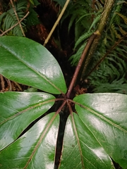 Pseudopanax laetus