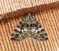 Hydriomena speciosata