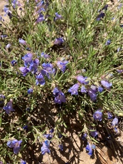 Penstemon crandallii