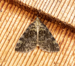 Hydriomena speciosata