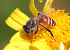Apis florea