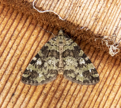 Hydriomena speciosata