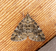 Hydriomena speciosata