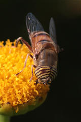 Eristalinus taeniops