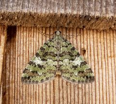 Hydriomena speciosata