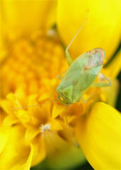 Taylorilygus apicalis