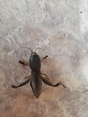 Neoscapteriscus borellii