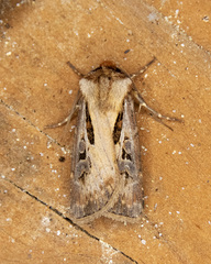 Agrotis vancouverensis