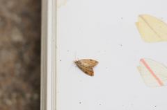 Pseudargyrotoza conwagana