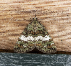 Hydriomena speciosata