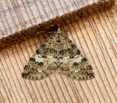 Hydriomena speciosata