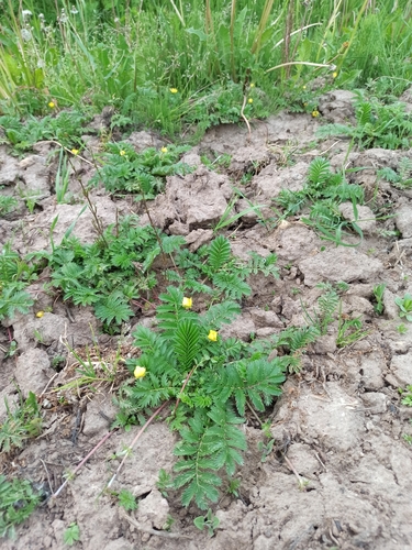 Žąsinė sidabražolė nuotrauka