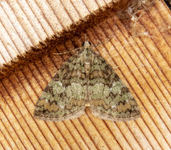 Hydriomena speciosata