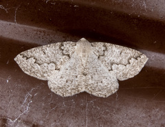 Sabulodes packardata