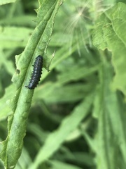 Trirhabda canadensis