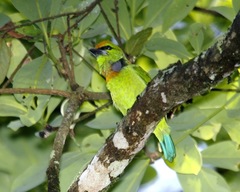 Flame-Fronted Barbet photo 2