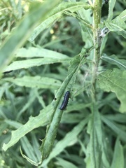 Trirhabda canadensis