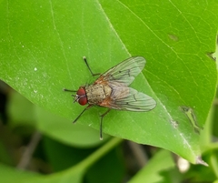 Helina impuncta