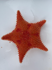 Hippasteria phrygiana