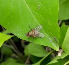 Helina impuncta