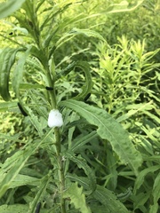 Trirhabda canadensis