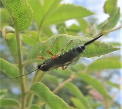 Itoplectis