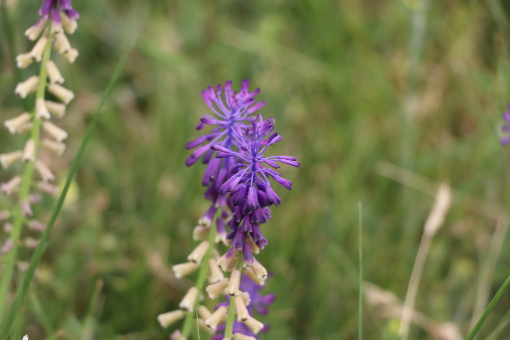 Muscari tenuiflorum (Muscari tenuiflorum)