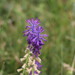 Traubenhyazinthen (Muscari): Herkunft und Verwendung — foto 1