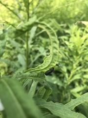 Trirhabda canadensis