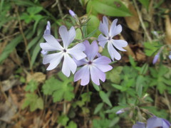 Phlox divaricata divaricata