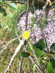 Xanthoria parietina