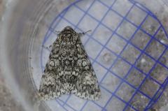 Acronicta megacephala
